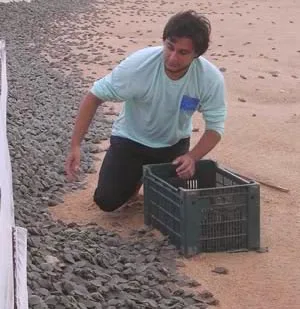 Guaporé é o maior produtor de tartarugas