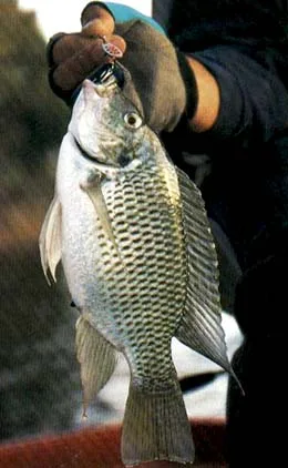 Pesca proibida a partir de novembro