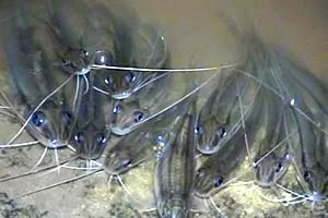 Chacareiros denunciam morte de peixes