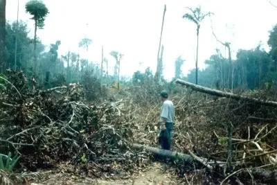 Desmatamento destrói região mais rica do mundo