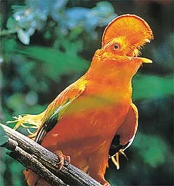 Pássaro da Amazônia vale mais de 120 mil dólares